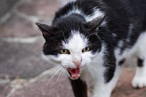 white and black cat ready to attack photo