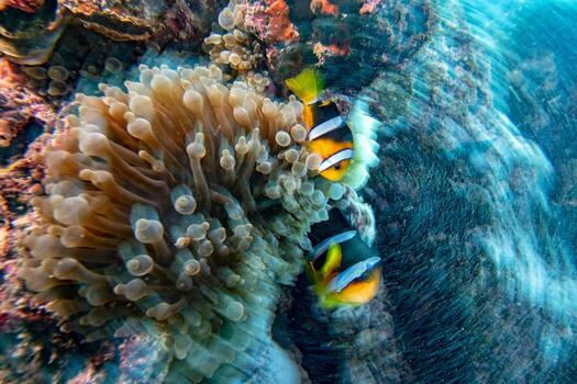 twist move effect Clown fish inside red anemone in Malduve photo