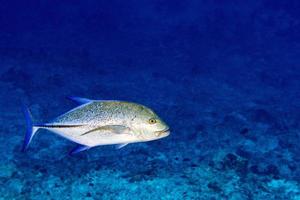 pez caranx aislado en azul buceo maldivas foto