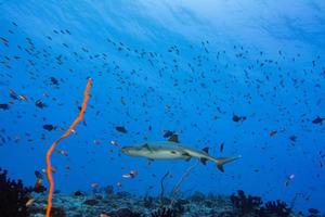 Grey shark ready to attack underwater photo