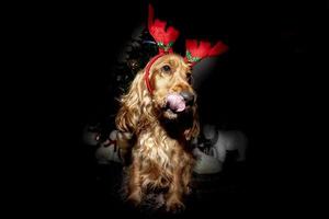 Cocker Spaniel Christmas dressed reindeer isolated on black photo