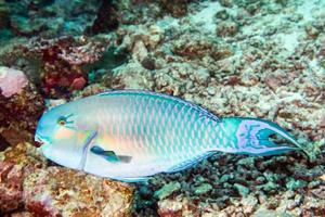 parrot fish portrait in maldives photo