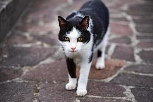 white and black cat ready to attack photo