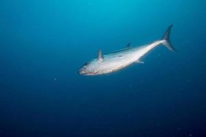 Yelllowfin tuna underwater photo