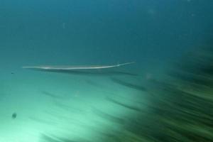 move effect Flute trumpet fish while diving indonesia detail photo