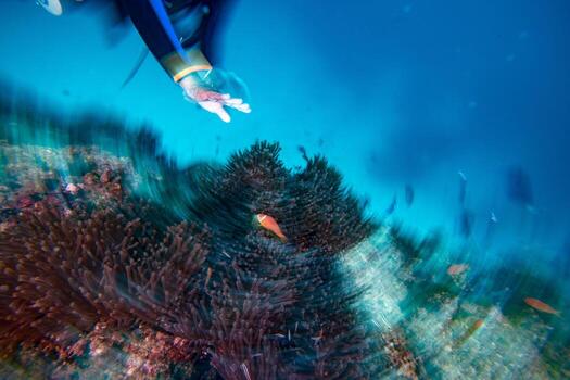 twist move effect Clown fish inside red anemone in Malduve photo