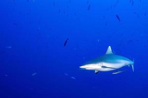 Grey shark ready to attack underwater in the blue photo