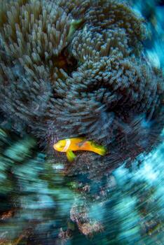 twist move effect Clown fish inside red anemone in Malduve photo