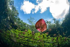 underwater gardens and water plants in cenotes cave diving in Mexico photo