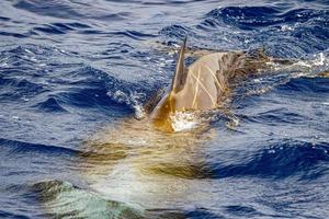 raro cuvier ganso ballena picuda delfín ziphius cavirostris foto