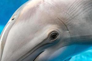 dolphin eye close up portrait macro view underwater photo