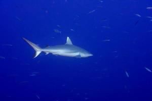 Grey shark ready to attack underwater in the blue photo