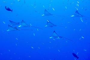 manta raya águila mientras bucea en maldivas foto