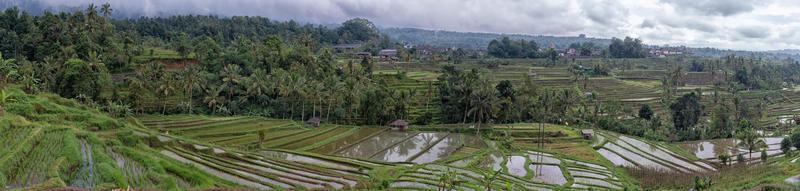 terrace rice field in bali indonesia view panorama photo