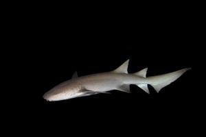tiburón nodriza de cerca en negro por la noche foto