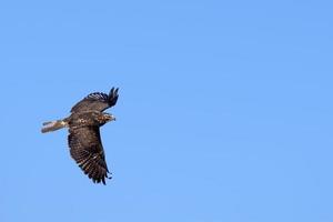 osprey in baja california sur photo