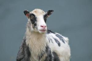 A black and white sheep looking at you close up portrait in the blue sea background photo