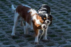 chevalier rey cachorro recién nacido bebé retrato foto