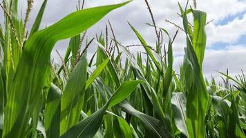 View of a tall field with corn plant in sun and clouds. video