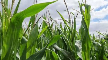 Visualizza di un' alto campo con Mais pianta nel sole e nuvole. video