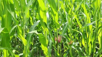 Visualizza di un' alto campo con Mais pianta nel sole e nuvole. video