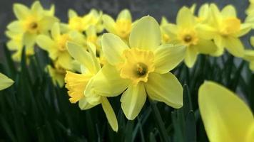 narcisos amarillos que florecen en el primer plano del jardín. tema de primavera. video