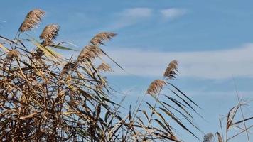 trockenes Schilf am Fluss wiegt sich im Wind. video