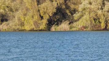 de Cursus van een rivier- met golven tegen de achtergrond van een bank met vergeeld bomen. herfst tijd. video