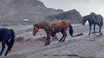 drie paarden afdaling bergafwaarts Aan ijzig Gergeti gletsjer in Kazbegi nationaal park. beklimmen Kazbek berg piek. paarden dragen Tassen naar kamp helpen klimmers. extreem voorwaarden dieren video