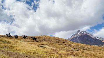 quatre chevaux avec charge montent en tête de montagne par un cavalier géorgien dans le pittoresque parc national de kazbegi. escaladez le sommet de la montagne kazbek. les chevaux portent des sacs au camp aidant les grimpeurs