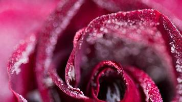 uma rosa vermelha escura, com geada de outono, no jardim em uma manhã nevoenta e gelada video