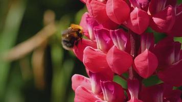 Bumblebee collecting nectar and pollen from the flowers of red lupine, macro, slow motion. video