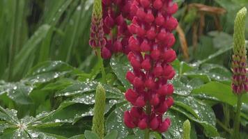 avvicinamento di fresco vivido verde lupino le foglie e rosa fiori sotto pioggia video