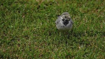 Ave lavandera motacilla alba alimentándose de campo de hierba video