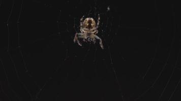 araignée sur le web mange des proies, lumière du soir video