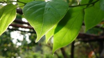 natura sfondo. sole splendente attraverso il le foglie a il mattina video