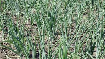 las cebollas se cultivan en el suelo en parcelas. filas en el campo en el jardín agrícola. paisaje en verano. las plantas de cebolla crecen en el campo, de cerca. campo de producción de cebolla, práctica de cultivo. video