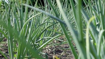 View of a field with ripening green onions. Onion field. Onion ripe plants growing in the field, close-up. Field onion ripening in spring. Agricultural landscape. Growing green onions in the garden. video