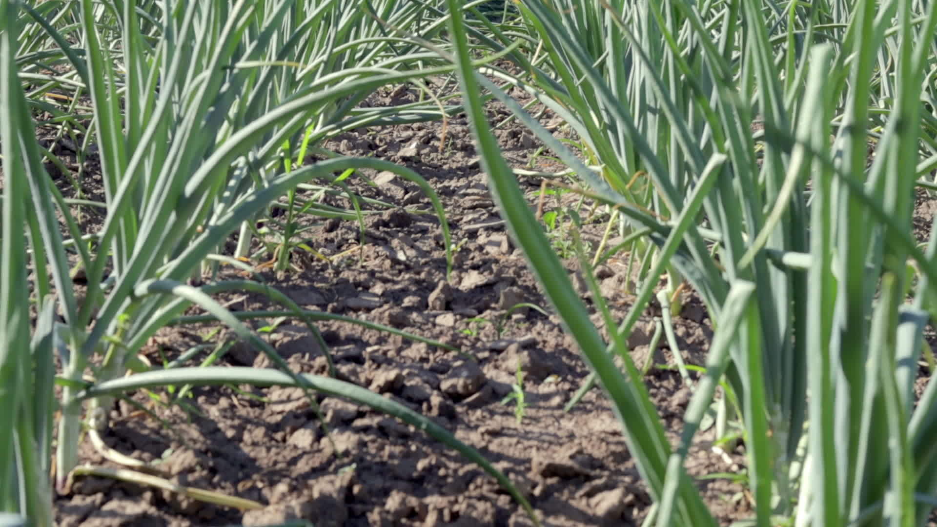 View of a field with ripening green onions. Onion field. Onion ripe