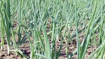 View of a field with ripening green onions. Onion field. Onion ripe plants growing in the field, close-up. Field onion ripening in spring. Agricultural landscape. Growing green onions in the garden. video