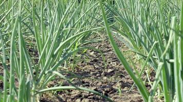 las cebollas se cultivan en el suelo en parcelas. filas en el campo en el jardín agrícola. paisaje en verano. las plantas de cebolla crecen en el campo, de cerca. campo de producción de cebolla, práctica de cultivo. video