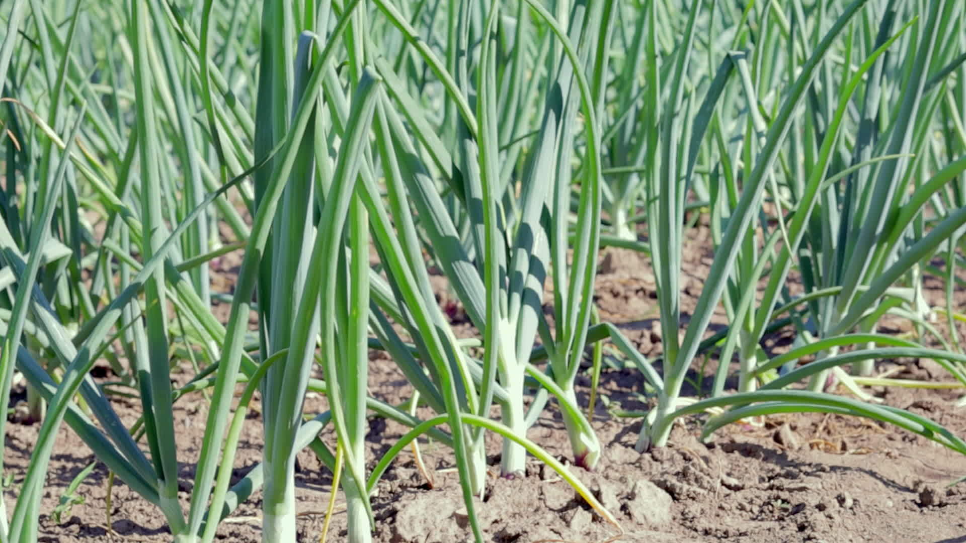 View of a field with ripening green onions. Onion field. Onion ripe