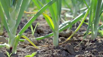 las cebollas se cultivan en el suelo en parcelas. filas en el campo en el jardín agrícola. paisaje en verano. las plantas de cebolla crecen en el campo, de cerca. campo de producción de cebolla, práctica de cultivo. video