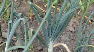 Onions are grown on soil in plots. Rows on the field in the agricultural garden. Landscape in summer. Onion plants grow on the field, close-up. Onion production field, cultivation practice. video
