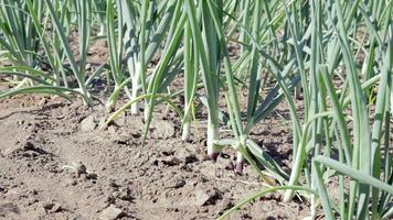 Zwiebeln werden auf Erde in Parzellen angebaut. Reihen auf dem Feld im landwirtschaftlichen Garten. Landschaft im Sommer. Zwiebelpflanzen wachsen auf dem Feld, Nahaufnahme. Zwiebelproduktionsfeld, Anbaupraxis. video