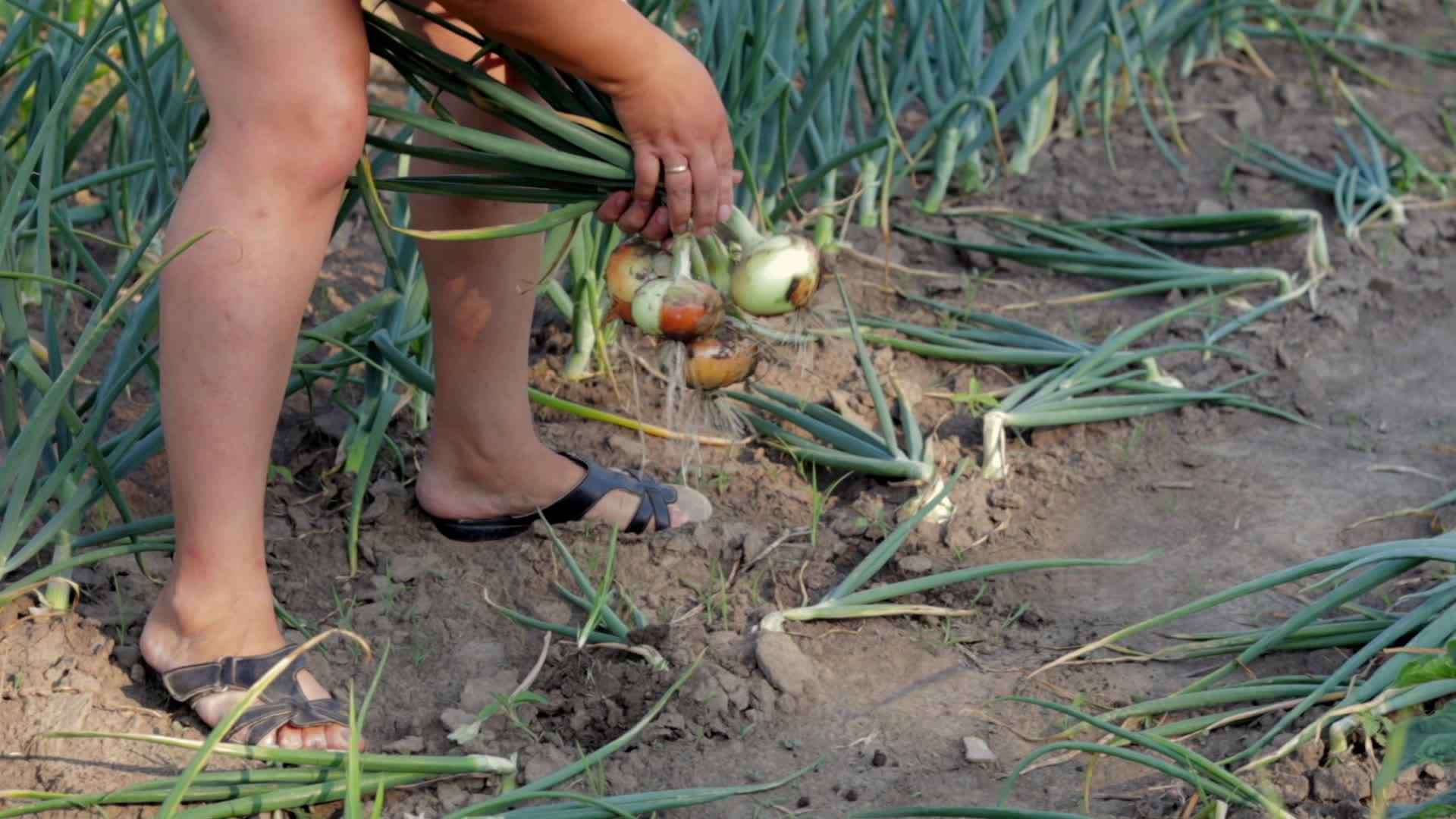 Woman farmer picking fresh ripe yellow onions with her hands from the