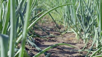 vista de un campo con cebollas verdes maduras. campo de cebolla plantas maduras de cebolla que crecen en el campo, primer plano. cebolla de campo que madura en primavera. paisaje agrícola. cultivo de cebollas verdes en el jardín. video