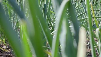 uien zijn gegroeid Aan bodem in percelen. rijen Aan de veld- in de agrarisch tuin. landschap in zomer. ui planten toenemen Aan de veld, detailopname. ui productie veld, teelt oefening. video