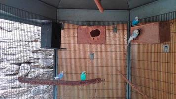 Singing parakeets in their cage video
