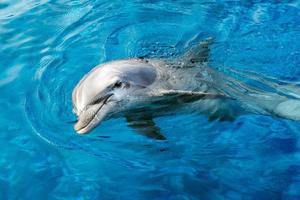 dolphin smiling eye close up portrait detail photo